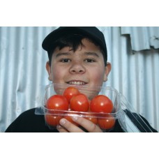 CAMPARI TOMATOES ON THE VINE 300 Grams 